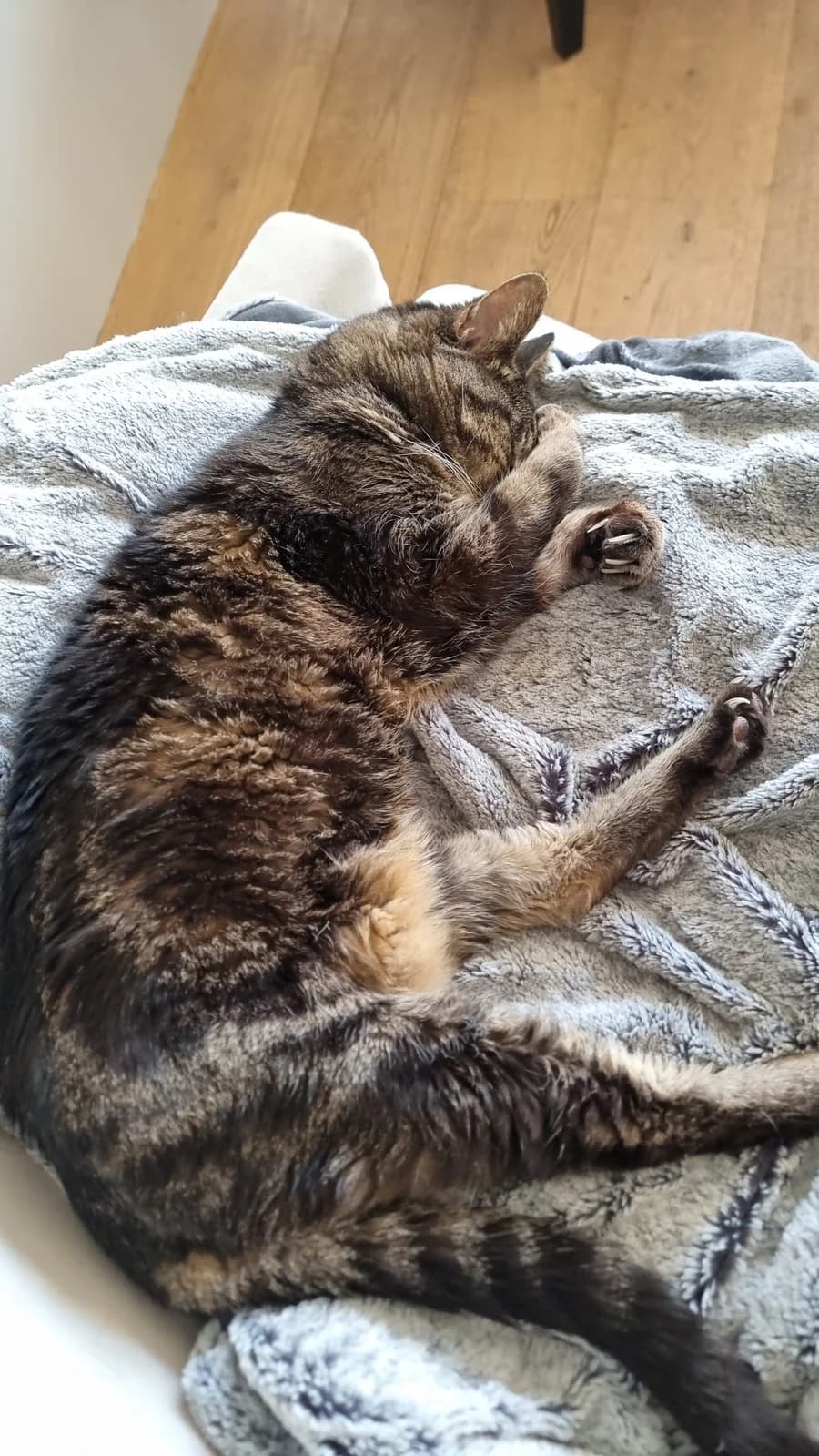 Chat tigré endormi, roulé en boule sur une couverture