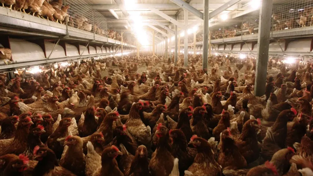 Élevage intensif de poules en bâtiment fermé