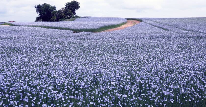 Champ de lin en fleur : un océan de fleurs bleu pâle sur des collines, typique de la Normandie en juin.
